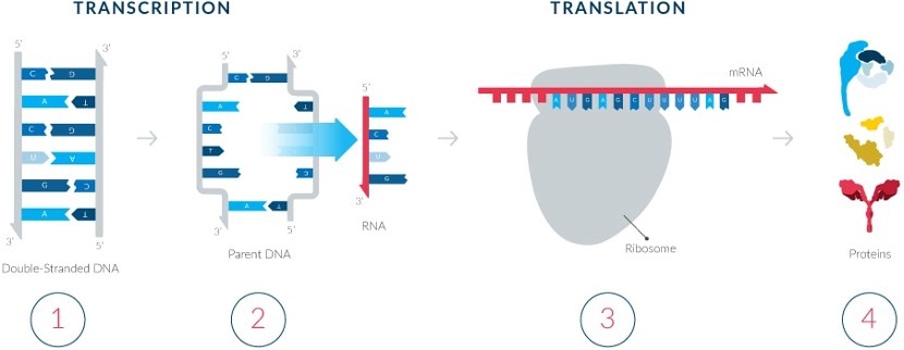 mRNA’s role in protein synthesis