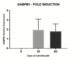 GABPB1 gene 